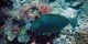 Egypte - Mai 2006 - Croisiere Nord - 021 - Ras Mohamed Shark Reef - Nason a eperons bleus